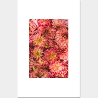 Dahlia Flowers Posters and Art